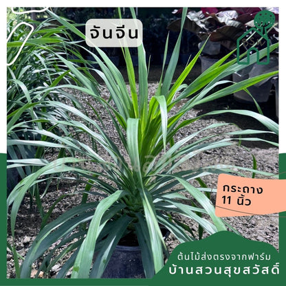 จันจีน ส่งพร้อมกระถาง 11 นิ้ว - Pamathegardener