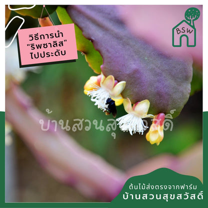 ริพซาลิสสายทับทิม ในกระถาง 4 นิ้ว The Red Rhipsalis