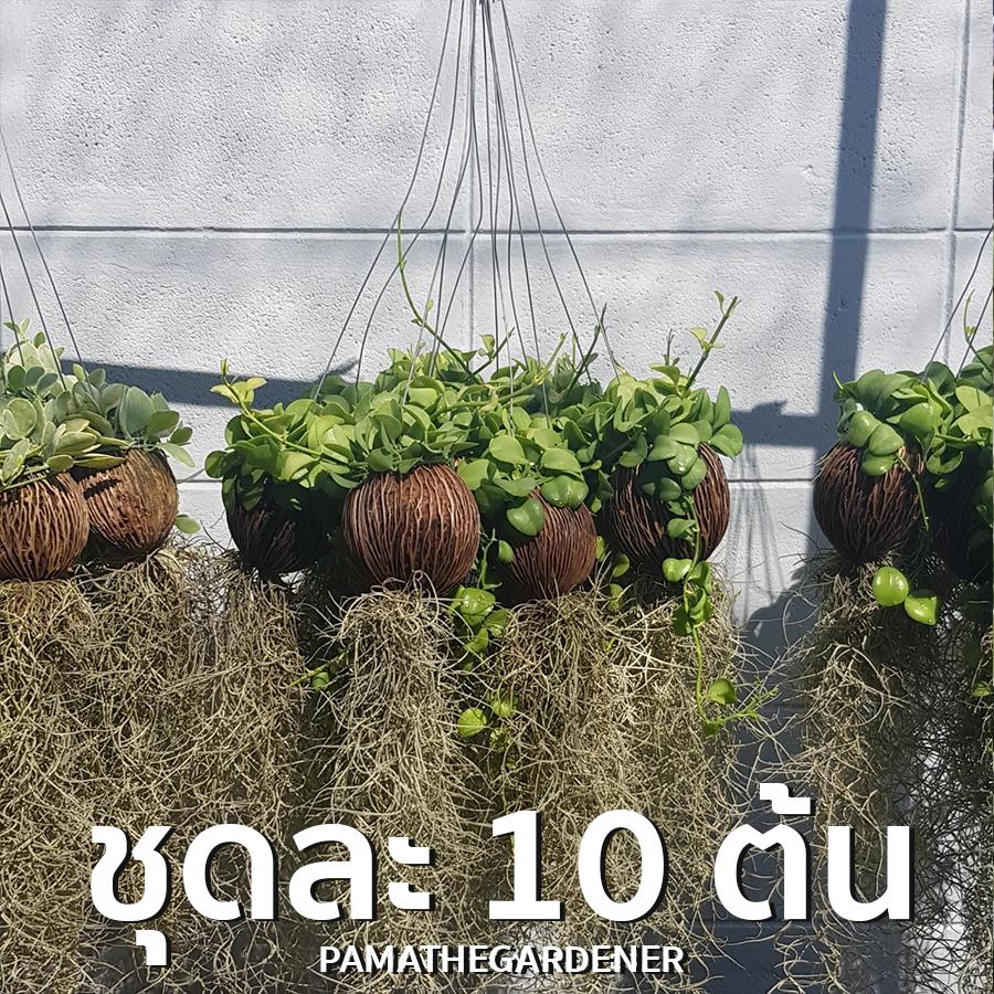เดปพันต้นตีนเป็ดใส่เคราฤาษี 10 ต้น 450 บาท