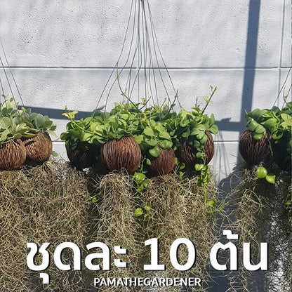 เดปพันต้นตีนเป็ดใส่เคราฤาษี 10 ต้น 450 บาท