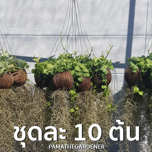 เดปพันต้นตีนเป็ดใส่เคราฤาษี 10 ต้น 450 บาท