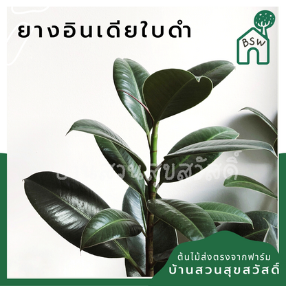 ต้นยางอินเดีย ในกระถาง 5-6 นิ้ว