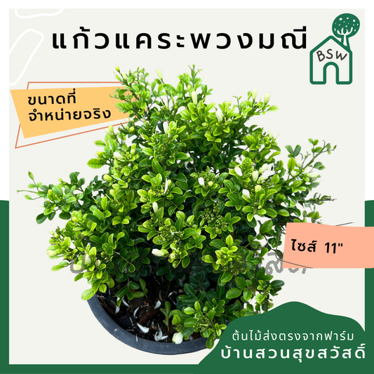 แก้วแคระพวงมณี (Murraya Paniculata 'Puang Manee') ไม้ดอกหอมในกระถาง 11 นิ้ว