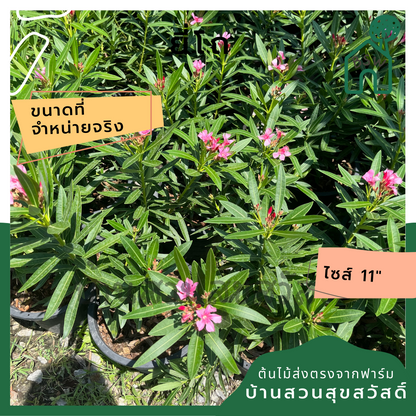 ยี่โถ ต้นยี่โถ กระถาง 11 นิ้ว ไม้แดด ต้นใหญ่สวยมาก ออกดอกตลอดปี