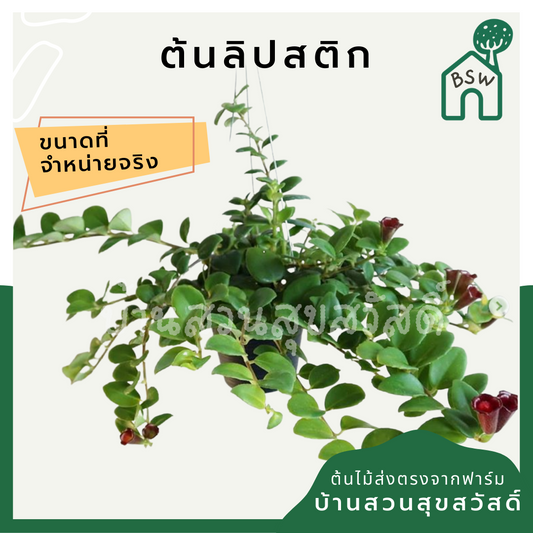 ลิปสติก (Aeschynanthus Radicans) ไม้แขวนดอกสวยในกระถาง 4 นิ้ว