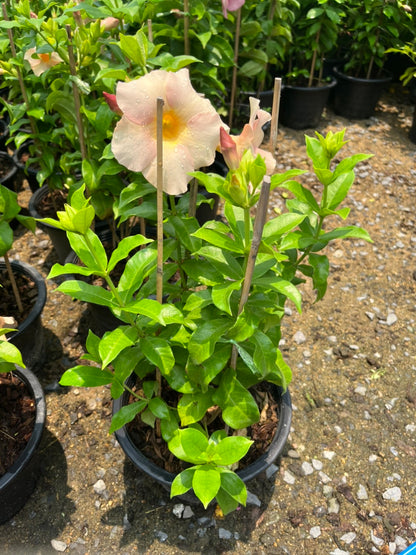 บานบุรีสีสวย (Allamanda Cathartica) ไม้ดอกขนาดใหญ่ในกระถาง 11 นิ้ว