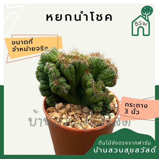 แคคตัสหยกนำโชค (Portulacaria Afra) กระบองเพชรในกระถางพร้อมตั้ง