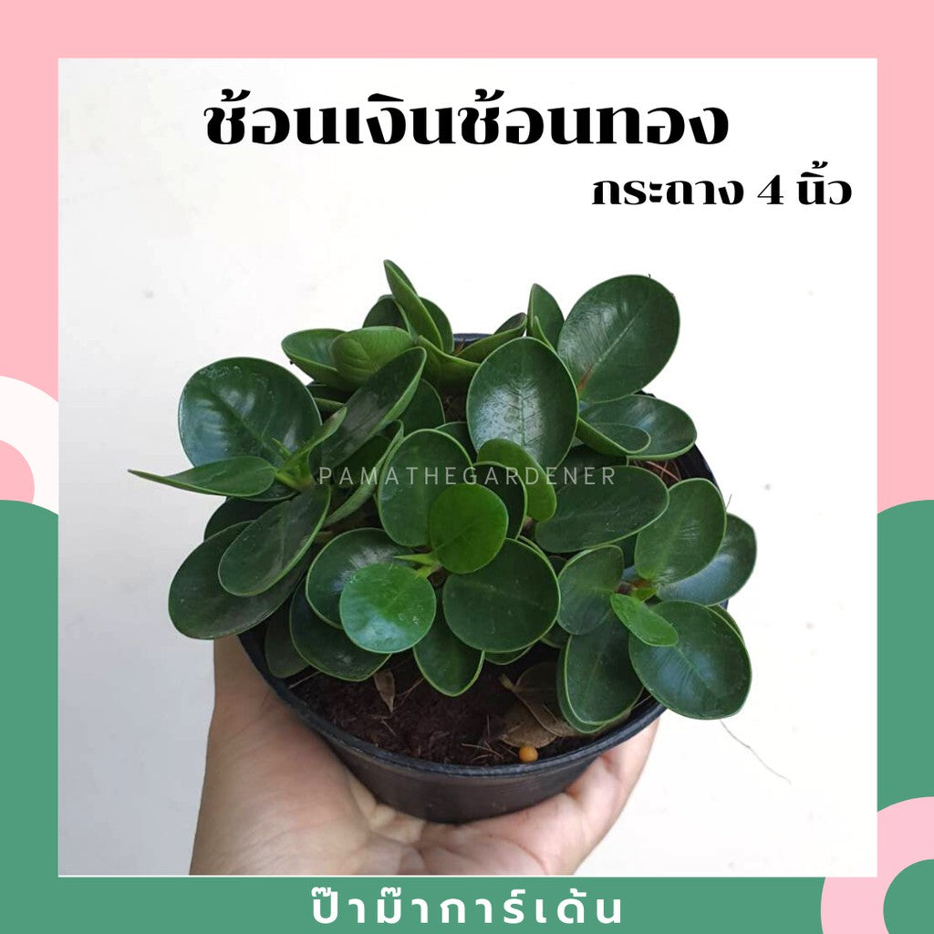 ต้นช้อนเงินช้อนทอง ในกระถางพร้อมตั้ง ต้นไม้มงคล