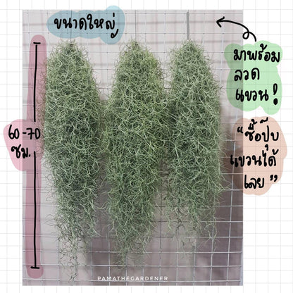 เคราฤาษี หนวดฤาษี spanish moss