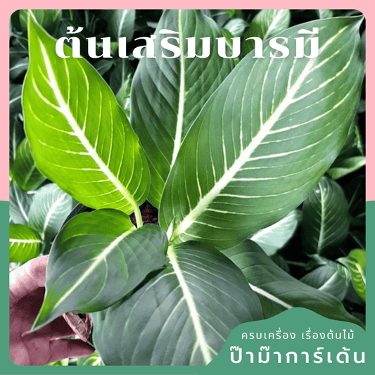 ต้นเสริมบารมี บารมีเศรษฐี มาในกระถางพร้อมตั้ง
