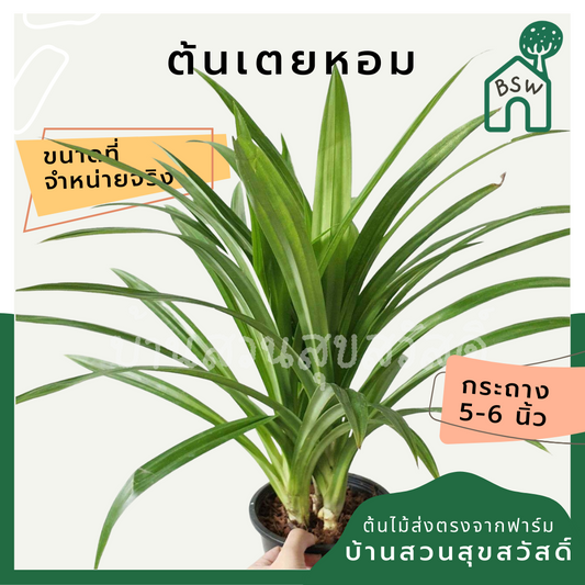 กระถางต้นไม้ พร้อม เตยหอม มาในกระถางพร้อมตั้ง