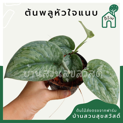 พลูหัวใจแนบซิลเวอร์ (Silver Pothos) ไม้ใบสวยฟอกอากาศในกระถางพร้อมตั้ง
