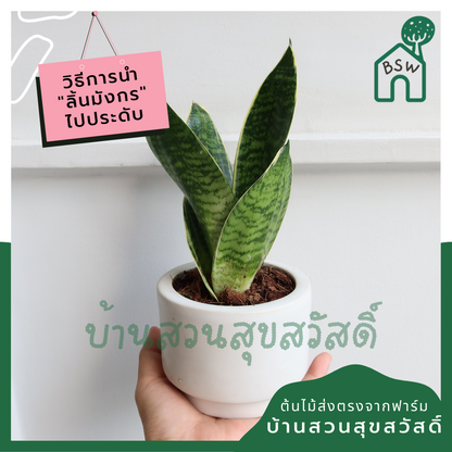 ลิ้นมังกรแคระใบลาย (Sansevieria Trifasciata 'Hahnii') ไม้ฟอกอากาศในกระถาง 4-5 นิ้ว