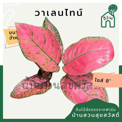 วาเลนไทน์ ต้นวาเลนไทน์ อโกลนีมาสีสวยหวาน