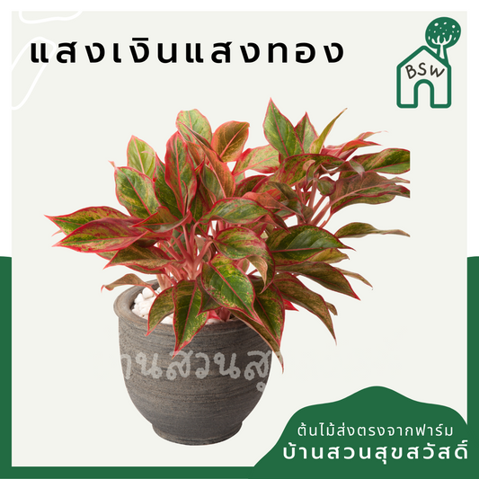 แสงเงินแสงทอง (Aglaonema) ไม้มงคลในกระถางพร้อมตั้ง