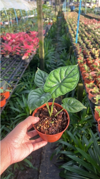 อโลคาเซีย ดราก้อนเสกล Alocasia Dragon Scale