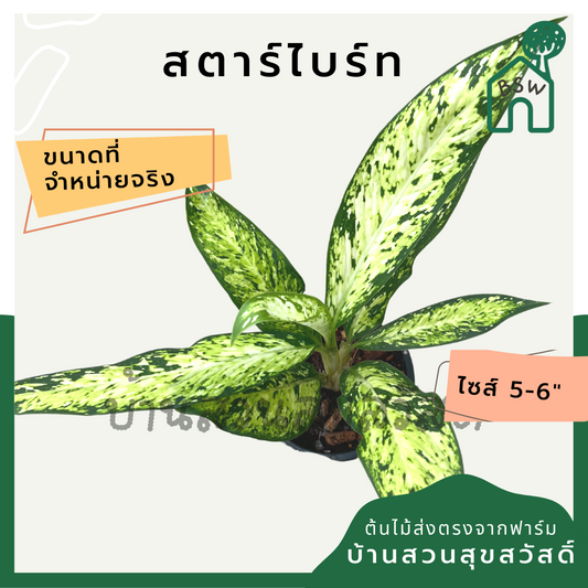 ต้นดิฟเฟนบาเกีย สตาร์ไบร์ท (Dieffenbachia StarBright)