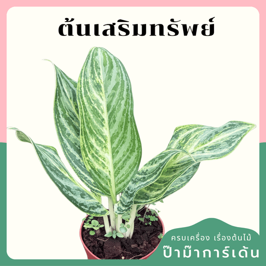 ต้นเสริมทรัพย์ (Birkin Variegated) 4 นิ้ว