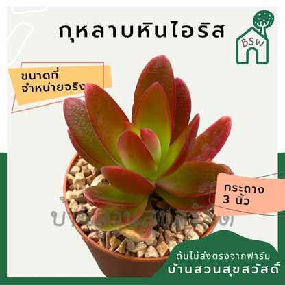 แคคตัสกุหลาบหินไอริช (Echeveria 'Irish Rose') กระบองเพชรในกระถางพร้อมตั้ง