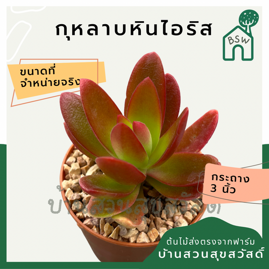แคคตัสกุหลาบหินไอริช (Echeveria 'Irish Rose') กระบองเพชรในกระถางพร้อมตั้ง