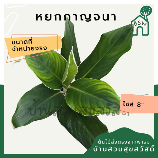 หยกกาญจนา | Hokkanchana | ไม้มงคล ว่านรวยล้นฟ้า กระถาง 8 นิ้ว