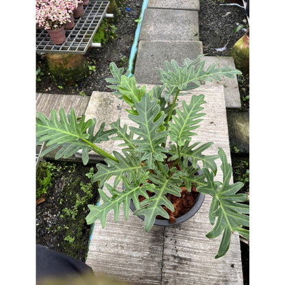 ซานาดู ในกระถางพร้อมตั้ง Philodendron Xanadu