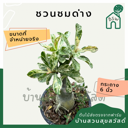 ชวนชมด่างขาว (Adenium Obesum 'Variegata') ไม้ดอกสวยทนแดดในกระถางพร้อมตั้ง