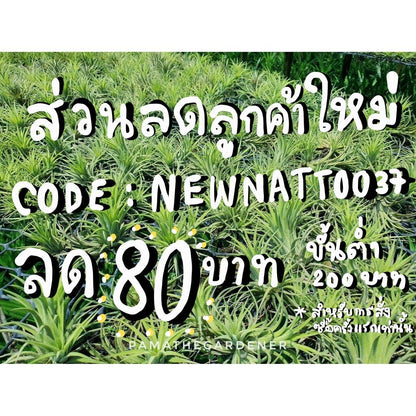 ทิลแลนเซีย มีหลายแบบ มีราคาส่ง คละได้นะคะ