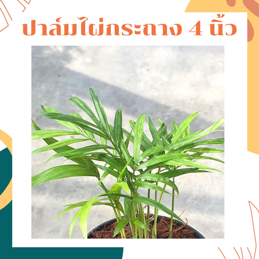 ปาล์มไผ่ (Chamaedorea Seifrizii) ไม้ฟอกอากาศในกระถาง 4 นิ้ว
