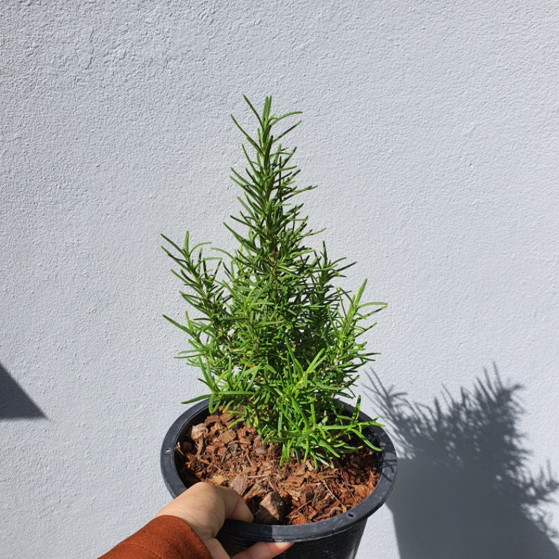 โรสแมรี่ สำหรับทำสเต๊ก มาในกระถางพร้อมตั้ง