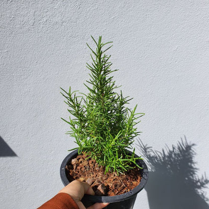 โรสแมรี่ สำหรับทำสเต๊ก มาในกระถางพร้อมตั้ง