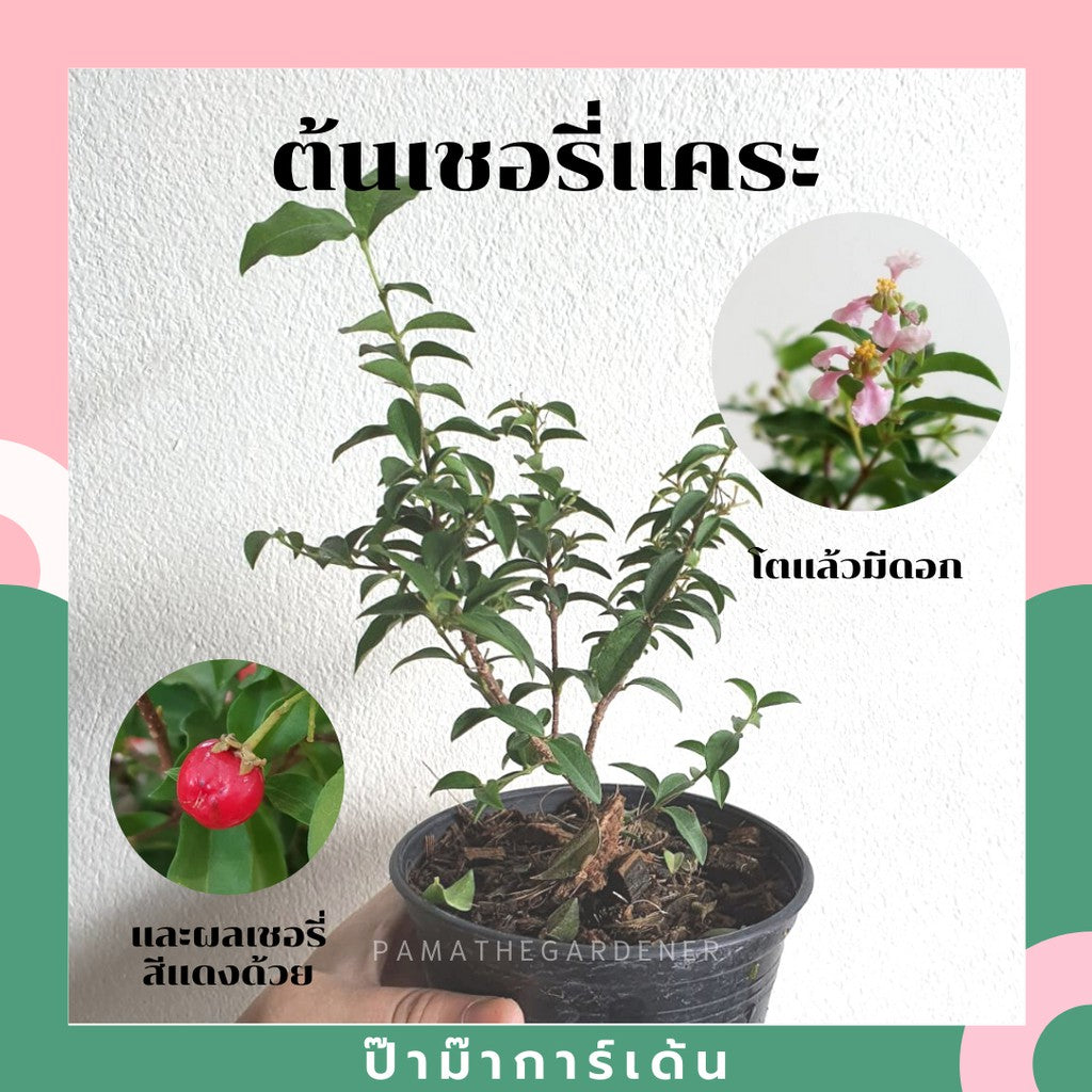 บอนไซ พร้อมกระถาง 3นิ้ว มีหลายสายพันธุ์