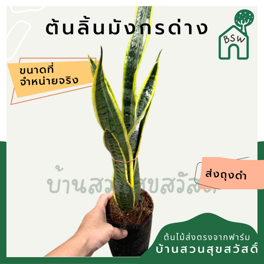 ลิ้นมังกรด่างเหลือง (Sansevieria Trifasciata 'Laurentii') ไม้ฟอกอากาศในถุงดำ