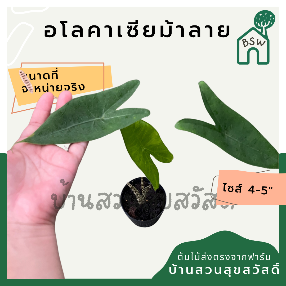 อโลคาเซียม้าลาย (Alocasia Zebrina) ไม้ใบสวยในกระถาง 5 นิ้ว