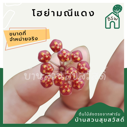โฮย่ามณีแดง (Hoya 'Manee Daeng') ไม้เลื้อยดอกสวยในกระถาง 4 นิ้ว