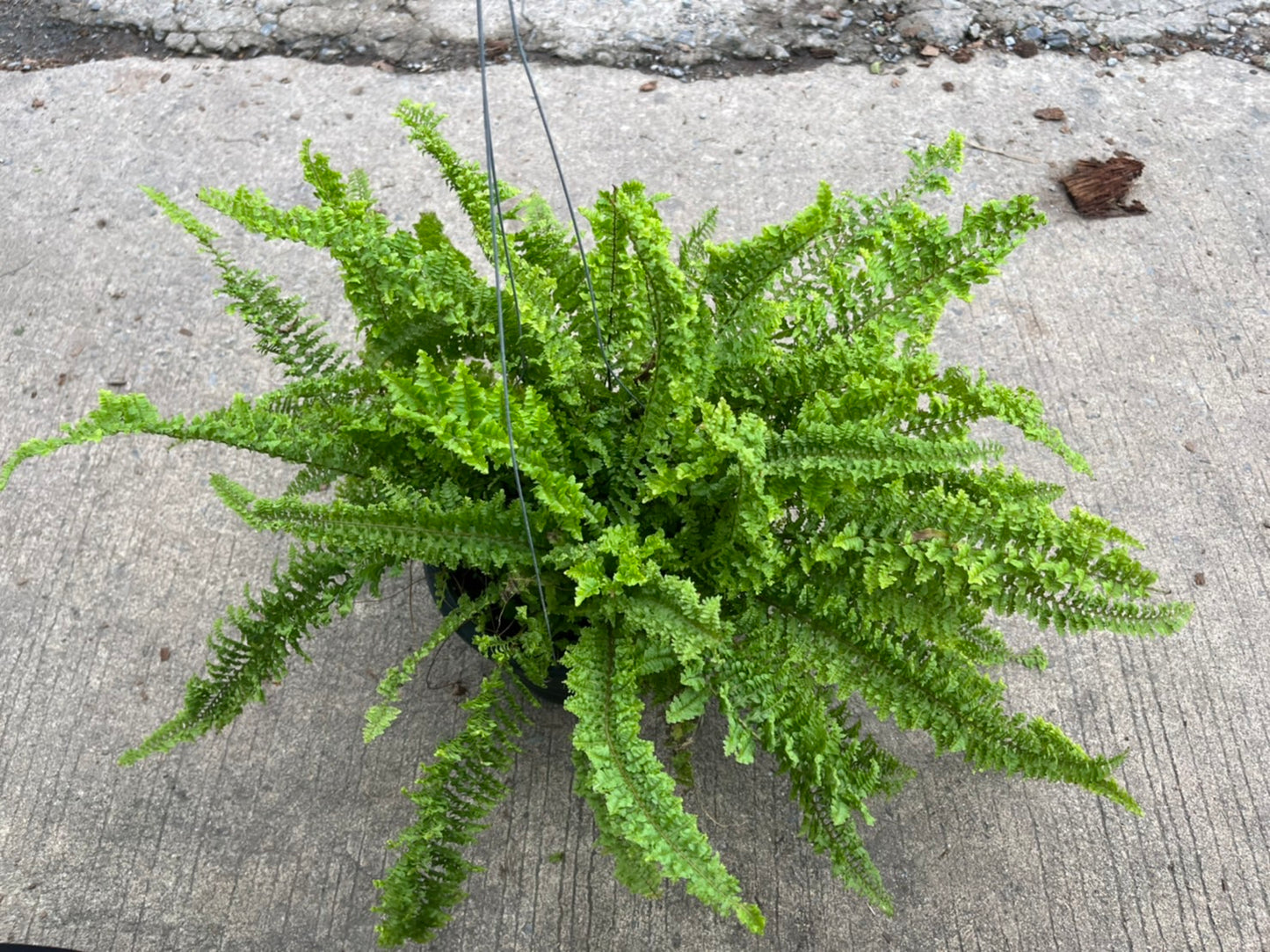 Fern เฟรินขนนก กระถาง 8 นิ้ว