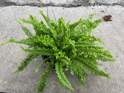 Fern เฟรินขนนก กระถาง 8 นิ้ว