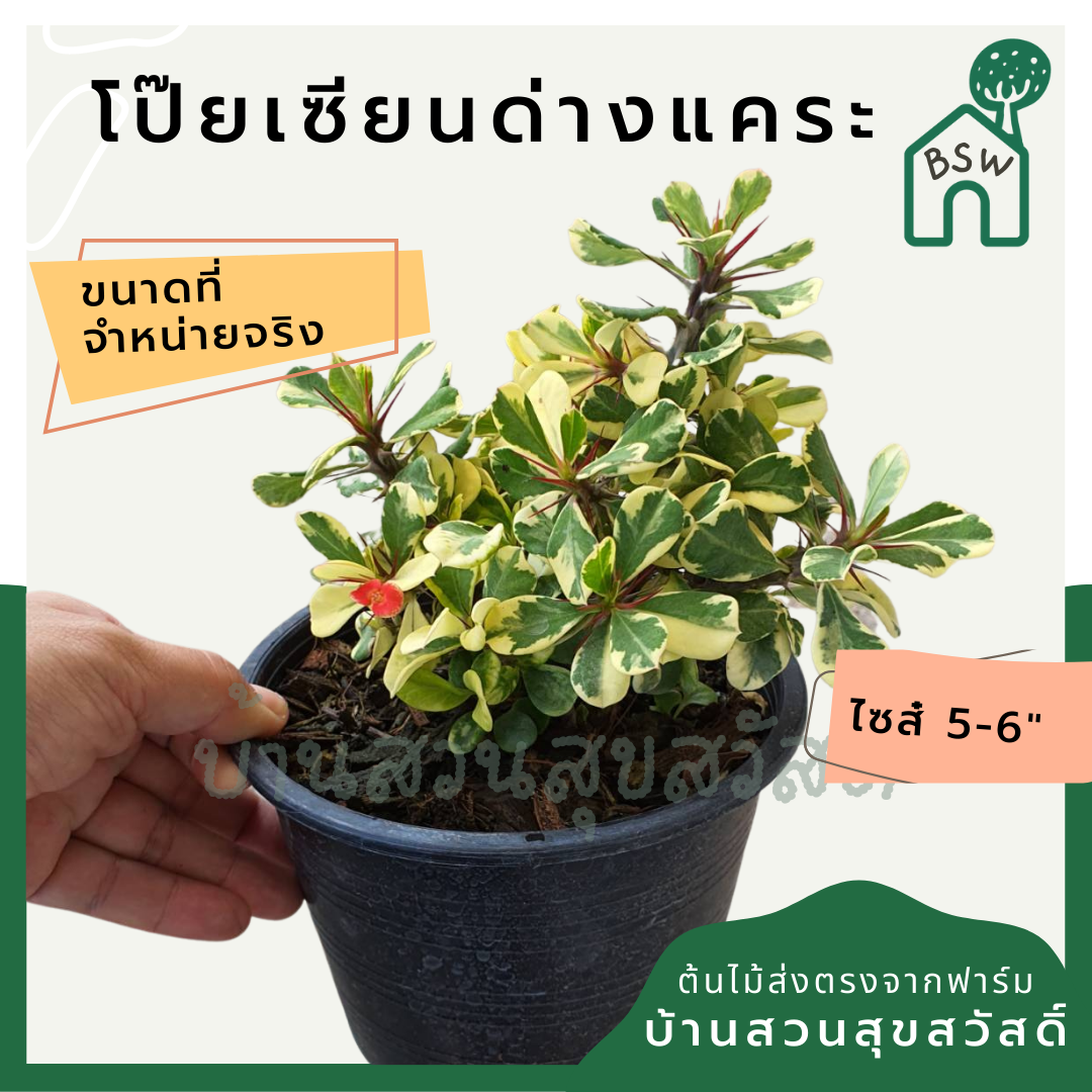 โป๊ยเซียนด่างแคระ (Euphorbia Milii) ไม้ดอกมงคลในกระถางพร้อมตั้ง