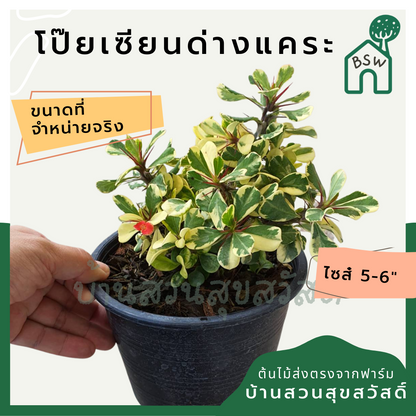 โป๊ยเซียนด่างแคระ (Euphorbia Milii) ไม้ดอกมงคลในกระถางพร้อมตั้ง
