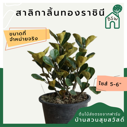 สาลิกาลิ้นทองราชินี (Ficus Annulata 'Queen') ไม้ใบสวยในกระถางพร้อมตั้ง