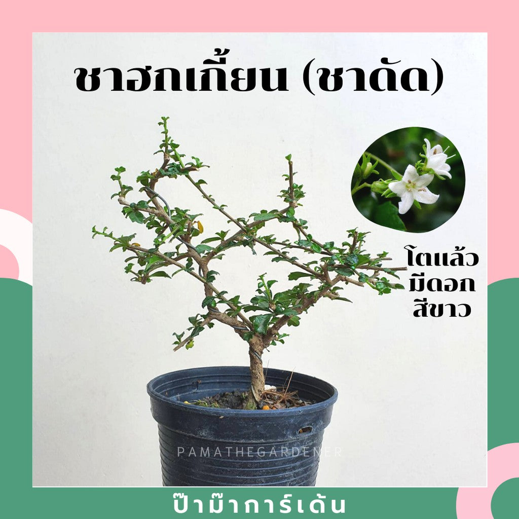 บอนไซ พร้อมกระถาง 3นิ้ว มีหลายสายพันธุ์