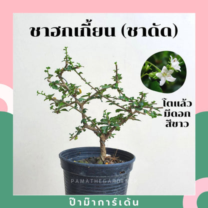 บอนไซ พร้อมกระถาง 3นิ้ว มีหลายสายพันธุ์