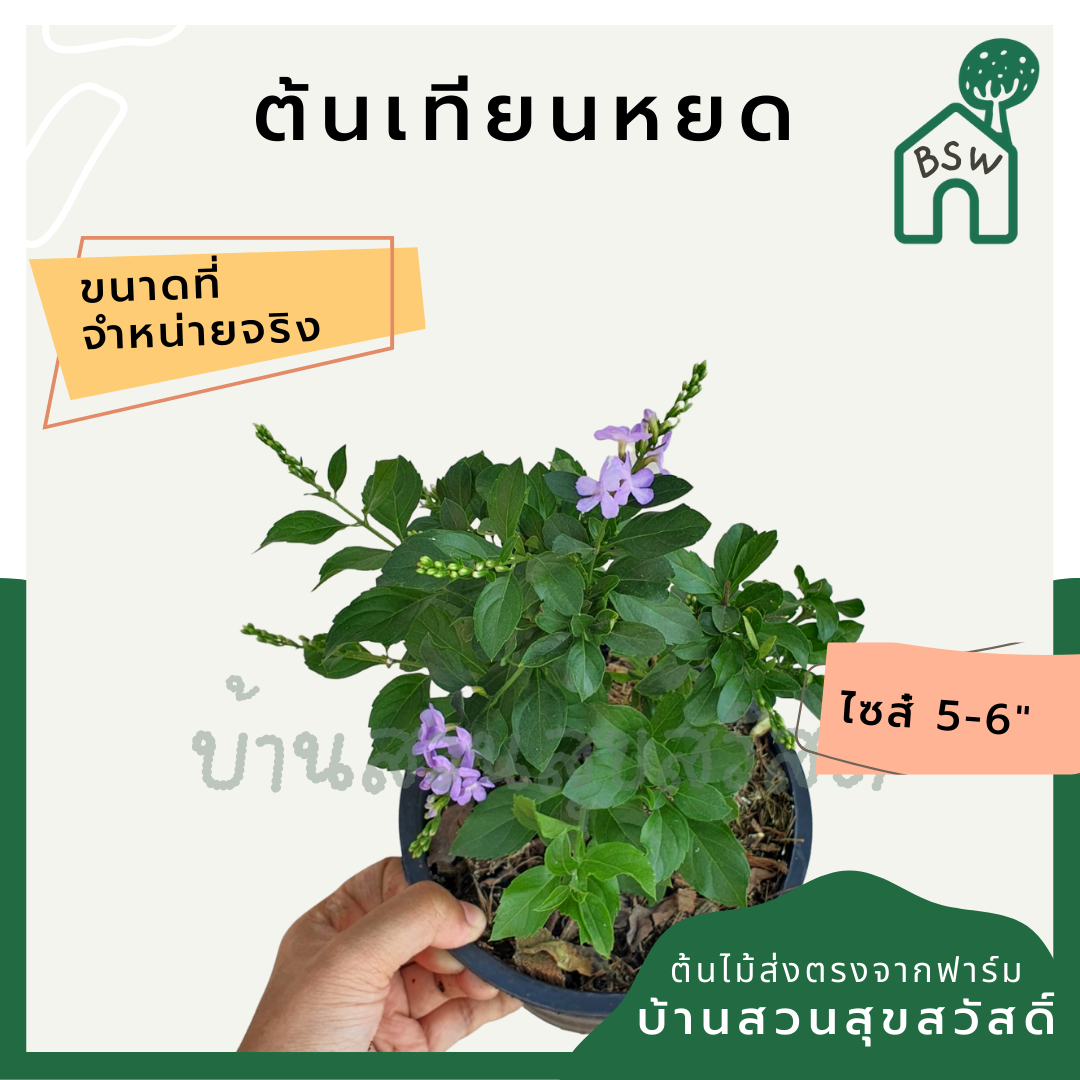 เทียนหยด (Duranta Erecta) ไม้ดอกสีม่วงในกระถางพร้อมตั้ง