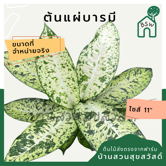 แผ่บารมี (Polyscias Fruticosa) ไม้มงคลในกระถาง 11 นิ้ว