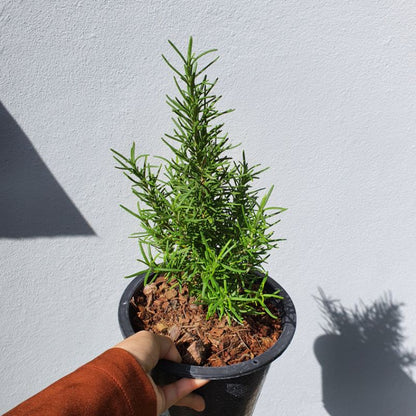 โรสแมรี่ สำหรับทำสเต๊ก มาในกระถางพร้อมตั้ง