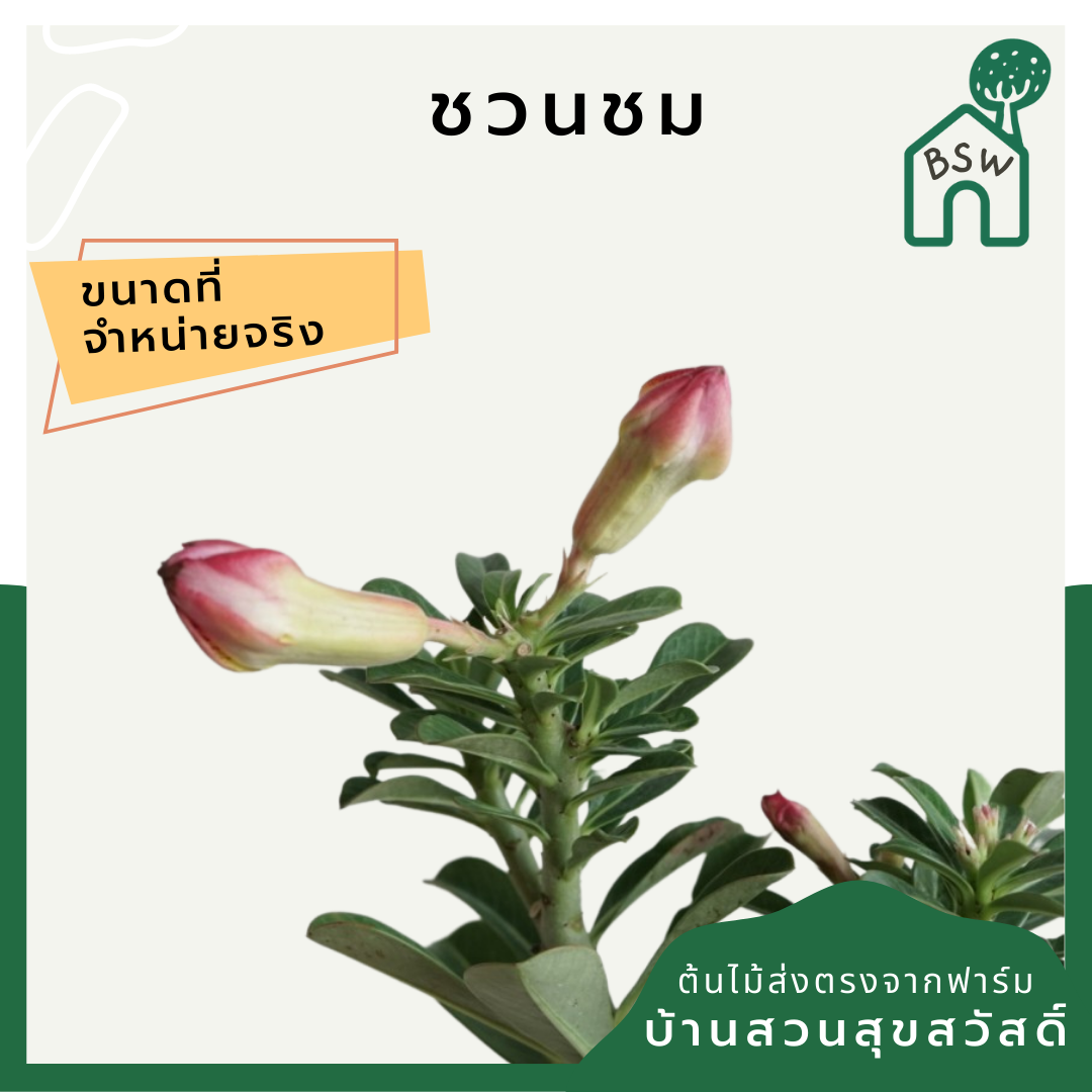 ต้นชวนชม 6 นิ้ว ไม้โขดสวย ทนแดดจัดได้ดีมาก ไม่ต้องรดน้ำเยอะ ชอบแล้งๆ