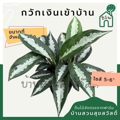 กวักเงินเข้าบ้าน (Aglaonema) ไม้มงคลในกระถาง 5-6 นิ้ว