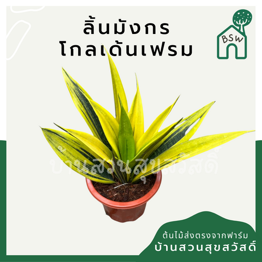 ลิ้นมังกรโกลเด้นเฟรม (Sansevieria Trifasciata 'Golden Flame') ไม้ฟอกอากาศในกระถาง 5 นิ้ว