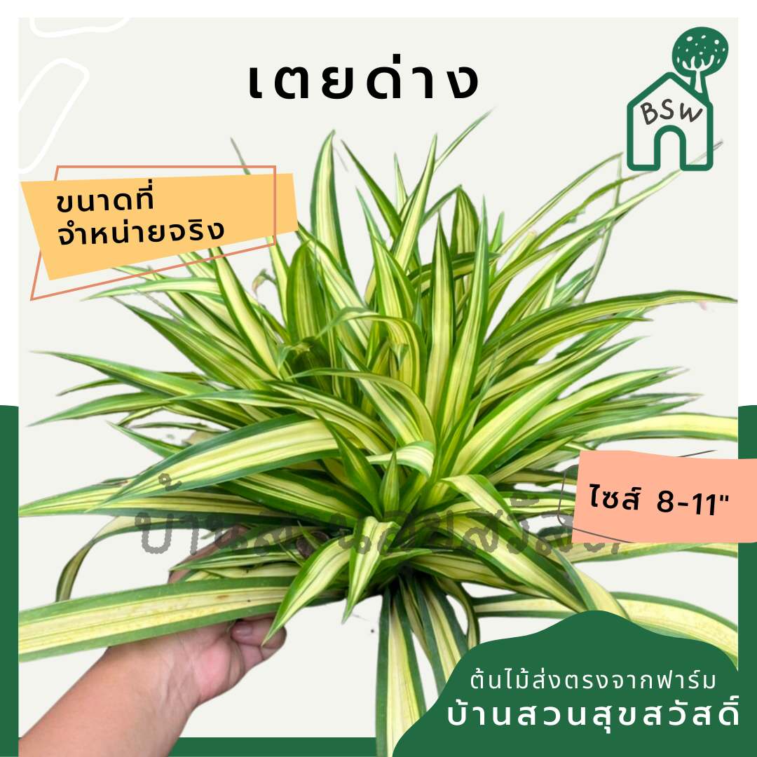 เตยด่าง (Pandanus Veitchii) ไม้ใบสวยในกระถางพร้อมตั้ง