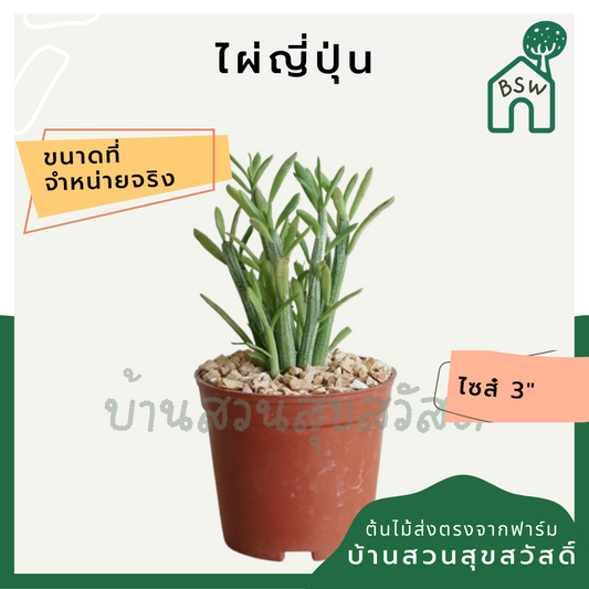 แคคตัสไผ่ญี่ปุ่น (Hylocereus Undatus) กระบองเพชรในกระถางพร้อมตั้ง